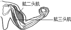 肱二头肌和肱三头肌分别处于什么状态 a,收缩,舒张 b,舒张,收缩 c