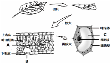 32.如图表示将叶片制成切片,在显微镜下观察到叶片的结构图.
