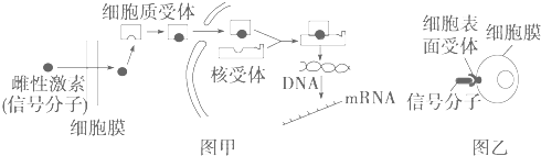 图甲,乙分别表示人体细胞内受体和细胞表面受体的作用机制模式图.