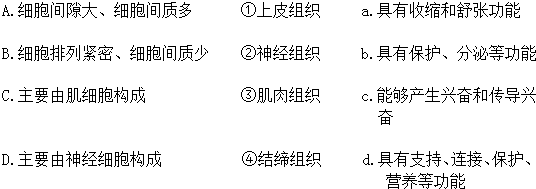 把人体的四大组织与其结构特点和功能用线连接起来.