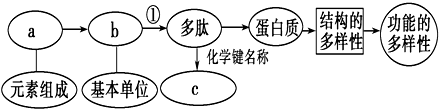 如图表示有关蛋白质分子的简要概念图,对图示分析正确的是)