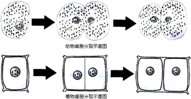 (1)动物细胞与植物细胞的分裂过程如图