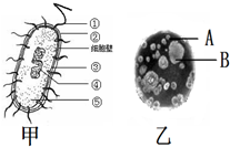 细菌的繁殖方式是( ) a,分裂生殖 b,出芽生殖 c,受精繁殖 d,通过芽孢