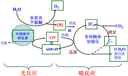 光合作用暗反应