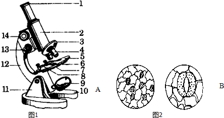 2014-2015学年济南版七年级(上)期中生物试卷(1)