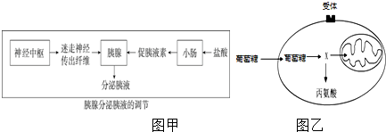胰液通过导管.高中注入胰腺分泌小肠,其中的物理胰液科学家图片
