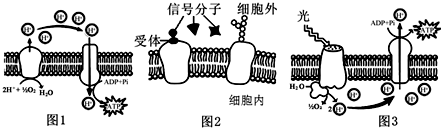 生物膜的功能_生物膜系统_生物膜的作用