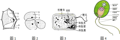 显微镜下细菌手绘图