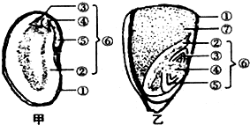 王米种子结构 5aaf46f9.png