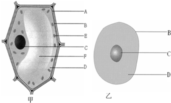 如图是植物细胞和动物细胞的结构示意图,据图回答问题