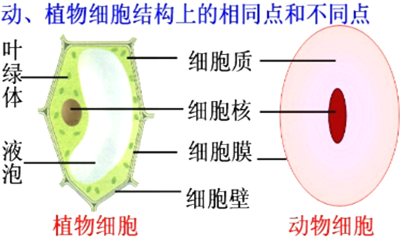 问题解析: 动植物细胞的如下图:分析解答.