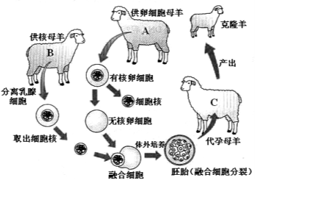 克隆羊多莉的原理是什么_克隆羊多莉的原理(3)