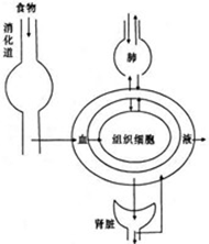 食物进入人体消化过程图 7d411d2d.png