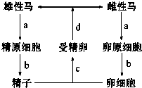 确的是①有丝分裂发生在a、d ②基因重组发生