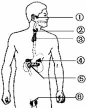什么叫内分泌系统 e4173c79.png