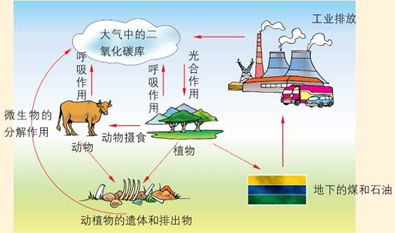 (5)根据碳循环特点,推测水循环特点也是 往返循环 往返循环.