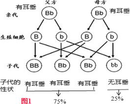 (4)从遗传图解图1看出,这对夫妻生一个有耳垂的孩子的几率是25.