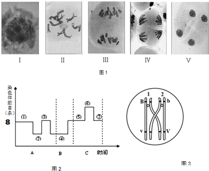 图1是显微镜下拍到的二倍体百合(2n=24)的减数分裂不同时期的图象