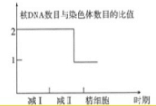 图二是该动物的  细胞分裂过程中某阶段染色体组数目变化的数学模型