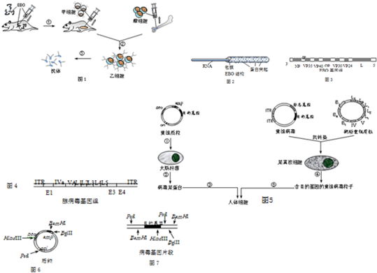 2015年上海市静安区高考生物一模试卷