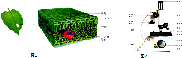 为什么制作动物细胞装片时用生理盐水,而制作植物细胞时用清水?(图21) 为了解决用户可能碰到关于"为什么制作动物细胞装片时用生理盐水,而制作植物细胞时用清水?"相关的问题,突袭网经过收集整理为用户提供相关的解决办法,请注意,解决办法仅供参考,不代表本网同意其意见,如有任何问题请与本网联系。"为什么制作动物细胞装片时用生理盐水,而制作植物细胞时用清水?"相关的详细问题如下:为什么制作动物细胞装片时用生理盐水,而制作植物细胞时用清水? ===========突袭网收集的解决方案如下=========
