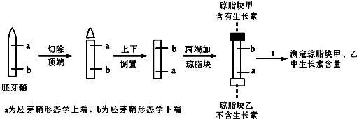 小周用胚芽鞘做生长素极性运输探究实验.过程