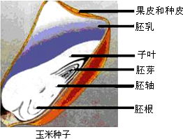 图3是桃的花传粉后的变化情况和果实的示意图.请认真看图并分析回答