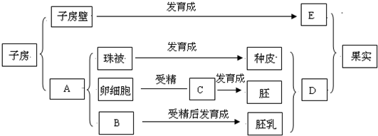 下列概念图是果实种子形成示意图