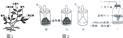 绿色植物在维持生物圈的碳-氧平衡以及水循环的过程中