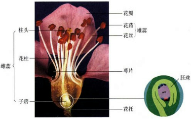 如果在开花前,将苹果花甲去掉雄蕊,将苹果花乙去掉雌蕊,苹果花丙保持