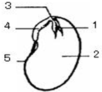 如图为菜豆种子结构图,请据图回答问题: 新植物的幼体是 胚 胚,由图中