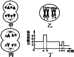 以下是基因型为AaBb的雌性高等动物细胞分裂