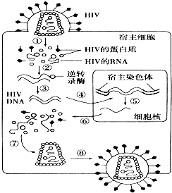 如图是HIV感染人体细胞过程的示意图.请回答下
