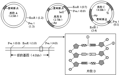 2015年上海市长宁区、嘉定区联考高考生物二