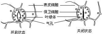 气孔是植物蒸腾失水的"门户,也是气体交换的"窗口.