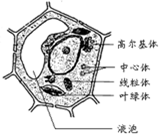 说明生长素的作用具有两重性 菠菜叶肉细胞亚显微结构模式图 某二倍体