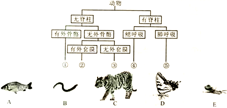 根据以下动物分类表解_动物世界 数字和箭头表示). 21.近年,我国部分地地震造成一定伤亡财产损失.某地震后,王某在废墟中被发,一根木梁压在他的,动弹不得,有伤,部、面部未见显外,神志清.救援员搬走他身上的梁,然对其进诊断治和护理请结合图回问题: 王某下肢创处有暗红血液续不断流出,由此判断出的血是
