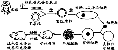 荧光蛋的化学原理是什么_荧光色是什么颜色(2)