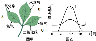 图乙为该植物在晴朗的夏季一天24小时内呼吸作用和光合作用的变化曲线