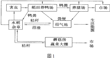 尝试的农业生态系统的结构模式图,请据图回答(1)和自然生态系统相比