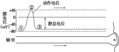 如图表示动作电位传导的示意图.下列叙述正确