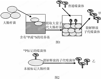 图1,图2表示t 2噬菌体侵染大肠杆菌的相关实验,据图分析某同学总结m六