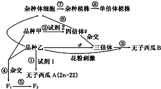 植物体细胞杂交的育种原理是什么_植物体细胞杂交(3)