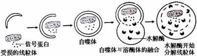 细胞通过"自噬作用"及时清除受损线粒体及其释放的信号蛋白的过程如图