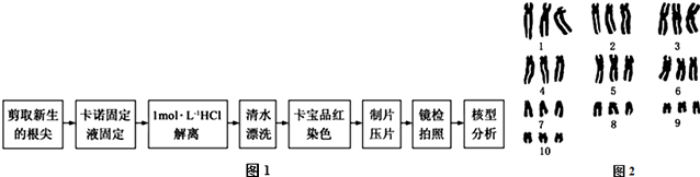 为了探究中国水仙只开花不结实的原因,有研究者开展了染色体核型分析