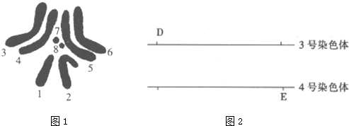 如图1表示果蝇体细胞的染色体,请回答下列问题