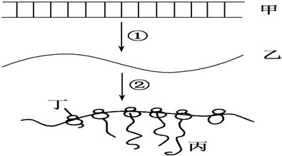 如图中甲~丁表示大分子物质或结构,①、②代表
