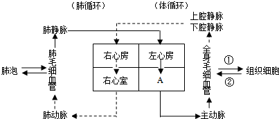 (3)据图填写肺循环路线:右心室→ 肺动脉 肺动脉→肺毛细血管→肺