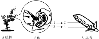 如图是豌豆的植株,花,和豆荚的组成与关系,请分析并回答问题