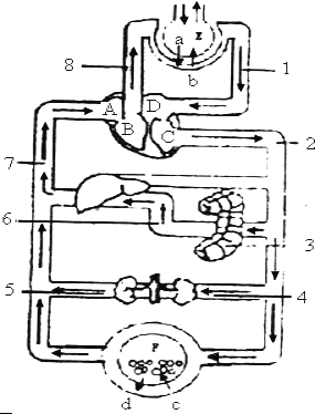 (2)血液在图中[b],[8],[1],[d]的循环途径叫 肺循环 肺循环.